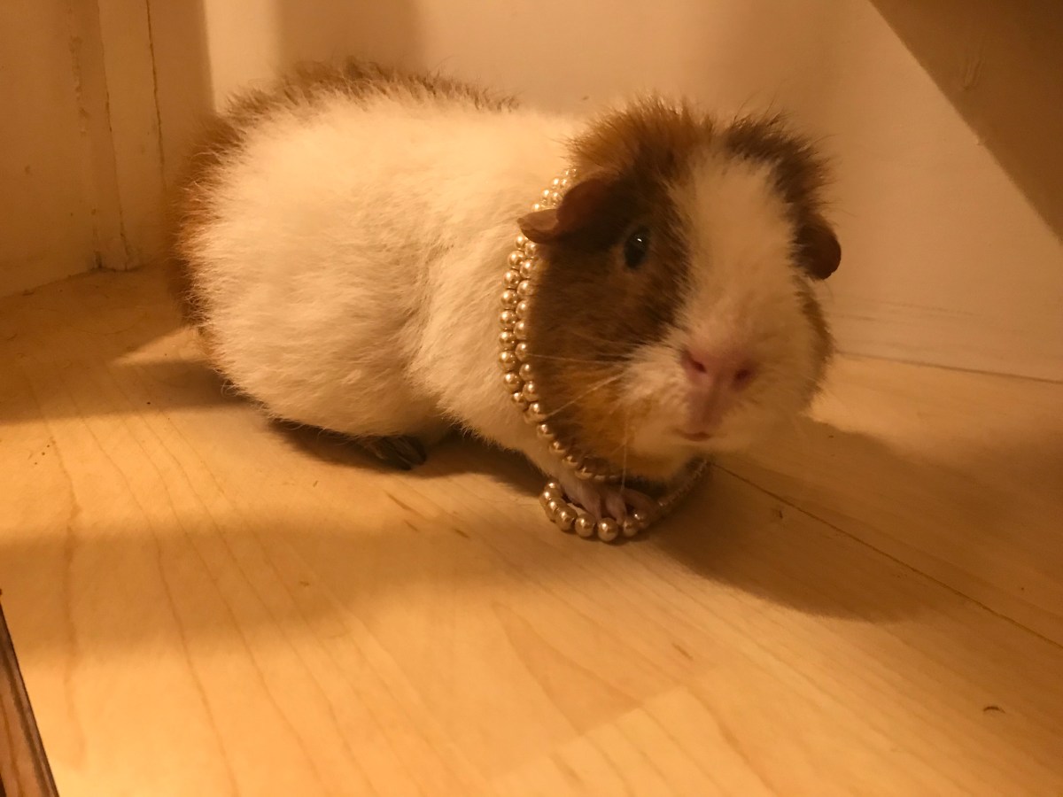 Memoirs of Frederica&nbsp;Brownfoot